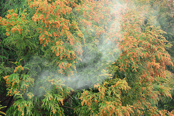 花粉症注射